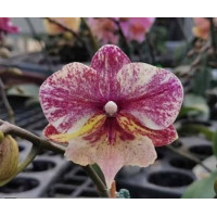 Орхiдея Phal. SKB Black Lace x (Brother Amar x Heliodor) big lip